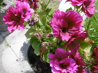 P1010035.webp