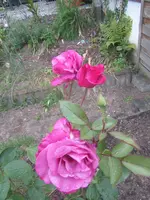 IMG_0228.webp
