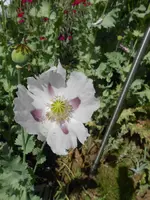 DSCN5399.webp