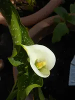 DSCN5394.webp