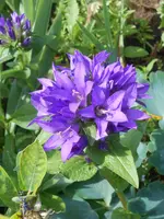 DSCN5346.webp