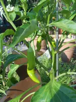 DSCN5341.webp