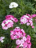 DSCN5301.jpg