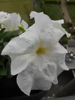 DSCN5288.webp
