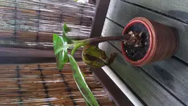20170612_063742.jpg