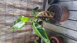 20170612_063756.webp
