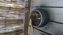 20170612_063759.jpg
