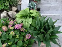 DSC00164.webp