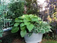 DSC00165.webp