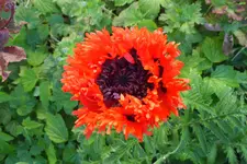 DSCF9075 (2).webp