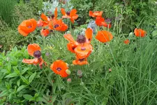 DSCF9090.webp