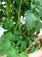 DSC00174.webp