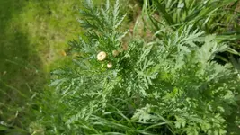 20170612_115801.webp