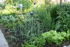 Juni0317.webp