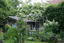 Juni9017t.JPG.webp