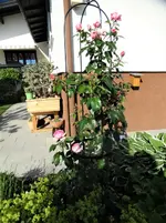 DSC00147.webp