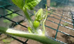 wassermelone1.webp