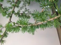 IMG_2465.webp