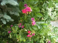 BILD6972.webp