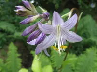 purple and gold_1067x800.JPG