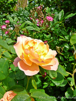 P1130999.webp
