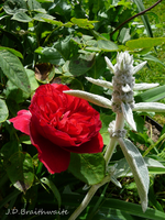 P1140004.JPG