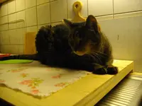 IMGP4111.webp