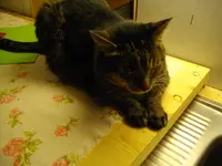 IMGP4110.webp