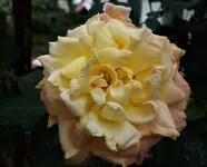 2017rsn09.webp