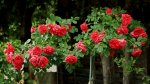 Rosarium Uetersen_full bloom_800.JPG