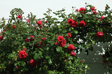 Laguna_pink_grün_Rosenbogen_Vorgarten_full bloom3_700.webp