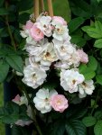 Perennial Blush_Blüten_weiss_rose_700.JPG