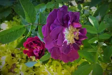 DSCF9112 (2).webp