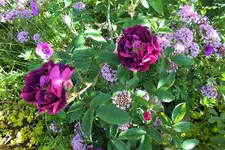 DSCF9113 (2).JPG