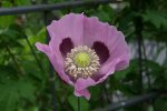 Mohn0216.jpg