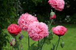 Mohn0316.jpg