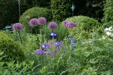 Juni9117cJPG.webp