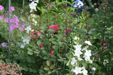 Juni9017y.JPG.webp