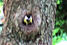 100_4224.webp