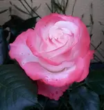 20170602_070929.webp