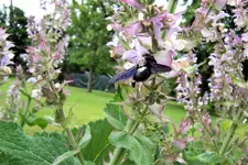Holzi am Muskateller1100_4218.webp
