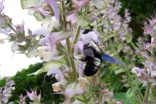 100_4221.webp