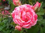 Rose Papageno.jpg