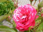 Rose Papageno2.jpg