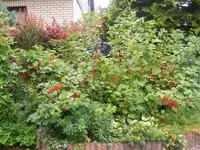 Johannisbeere.webp