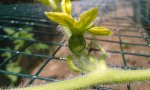 wassermelone weibliche blüte.jpg