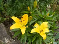 Lilien.webp