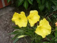 Nachtkerze.webp