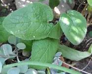 Knäuelglockenblume.webp