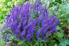 100_4159.webp